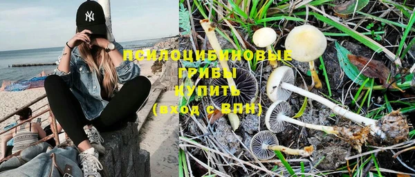 PSILOCYBIN Алзамай